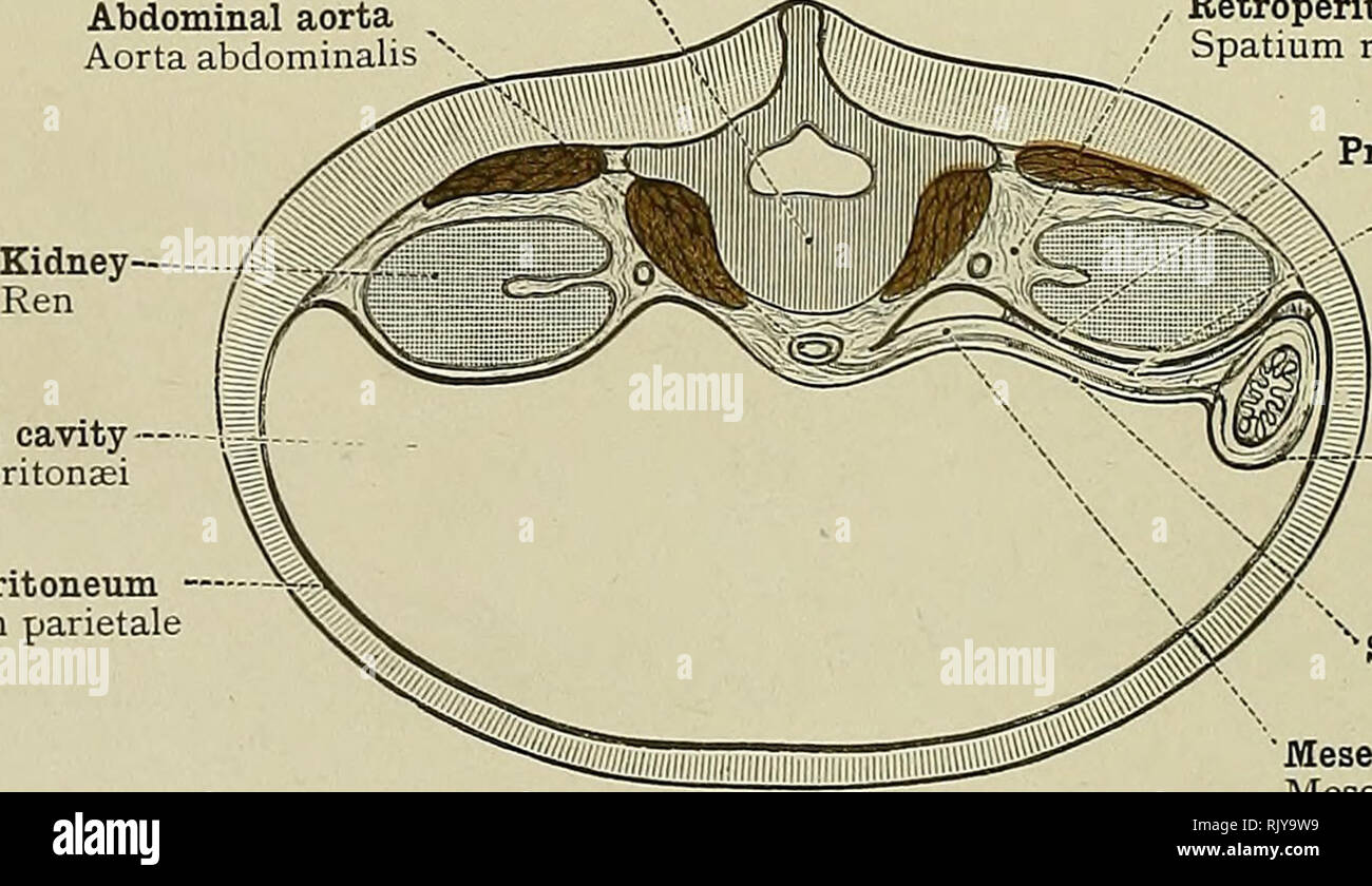 What is The Defination of Retroperitoneal ? – Ideal Magazine